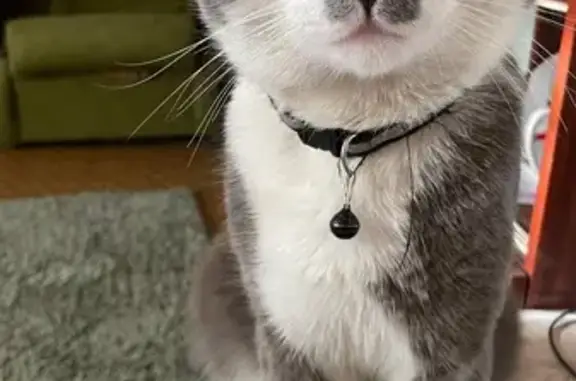 Пропал кот Адольф, ул. Энгельса, Краснодар