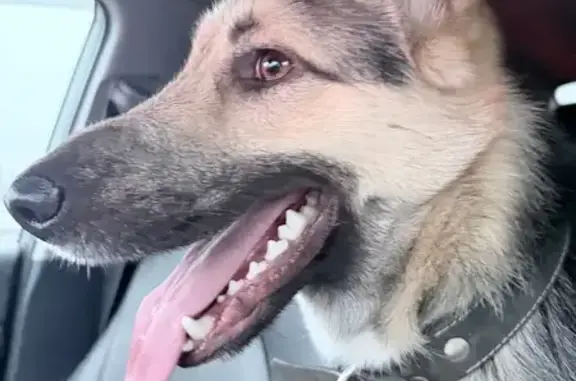 Найдена собака, Московская область, фото: Щенок найден в Бережках, МО