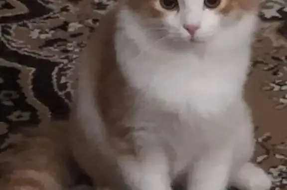 Пропала кошка, Жирновская ул., 15, Волгоград