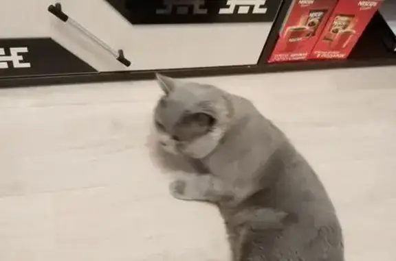 Поиск домашних животных, фото: Пропала кошка, Таганрогская ул., 11 к2