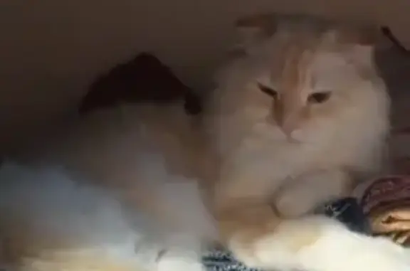 Кошки потеряшки, Калининград, фото: Потеряшка кошка, ул. Громовой, Калининград