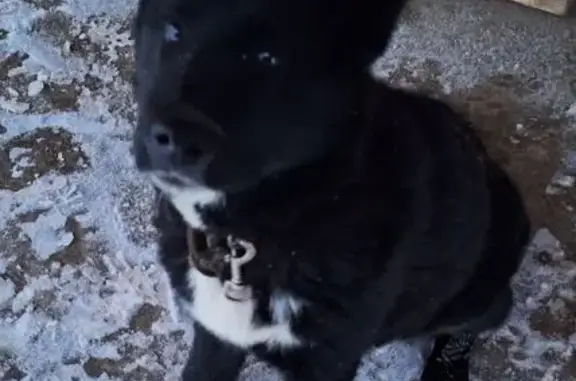 Найдена собака, Вологда, фото: Собака найдена: Вологда, Кирилловская 51