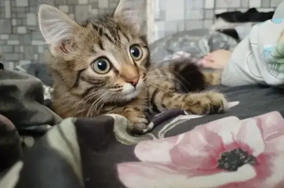 Кошки потеряшки, Кемерово, фото: Потеряшка кошка, ул. Терешковой 19, Кемерово