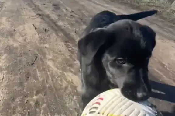 Пропала собака, Угловой, Самарская обл.