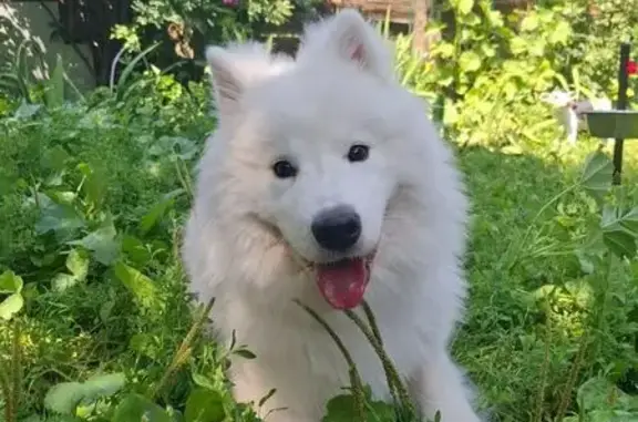 Пропала собака в Тамбове, Тамбовская обл.