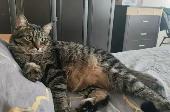 Пропала кошка, Пионерская 4А, Челябинск