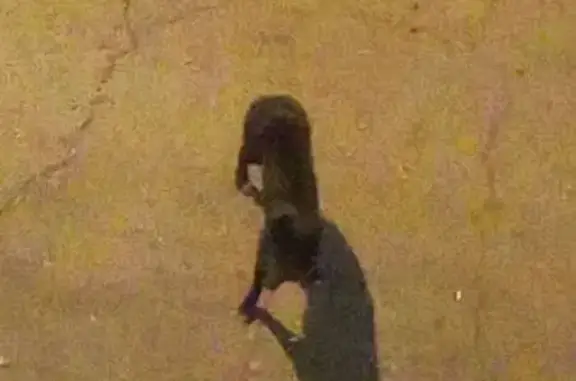 Найдена собака, ул. 9 Мая, Красноярск