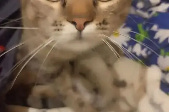 Пропала кошка, пр-т Куприна 38 к2