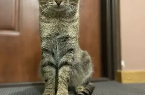 Найдена кошка, Москва, фото: Кот найден: Новозаводская ул, 8 к3, Москва