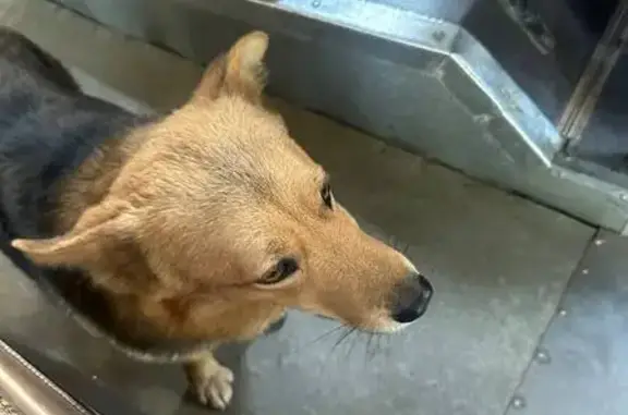 Найдена собака, Саратов, фото: Найдена собака на Весенней улице, Саратов