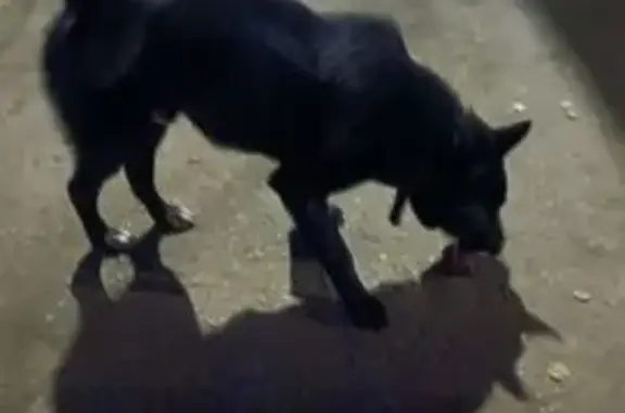 Найдена собака, Йошкар-Ола, фото: Найдена собака, Красноармейская 104