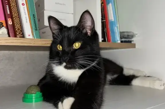 Кошки потеряшки, Медведево, фото: Потеряшка кошка, ул. Мира 22, Медведево