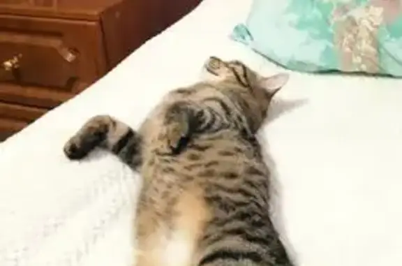 Пропал серый кот, Челябинск, Ленина 30А