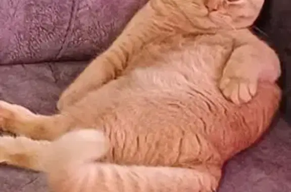 Пропала кошка, Велижанский тракт, Тюмень