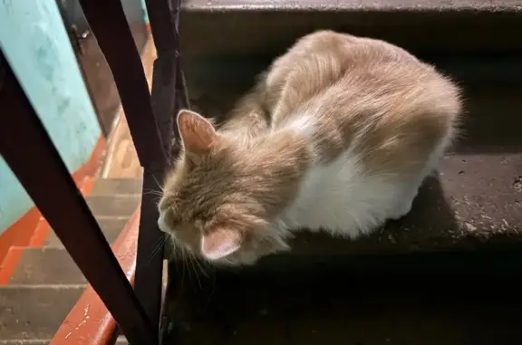 Найдена кошка, Химки, фото: Найдена кошка, Аптечная ул., Химки