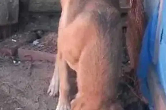 Собаки потеряшки, Орловская область, фото: Потеряшка собака, Бородино, Орловская обл.