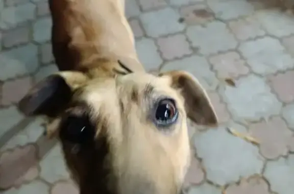 Найдена собака, , фото: Найдена рыжая собака, ул. Ленина, Скалистовское