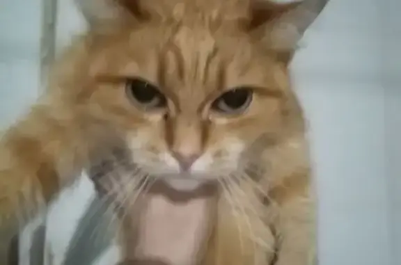 Пропала кошка, Рузовская ул. 15, СПб