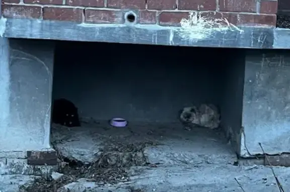 Найдена кошка, Екатеринбург, фото: Кошка найдена: ул. Титова, 25А, Екатеринбург