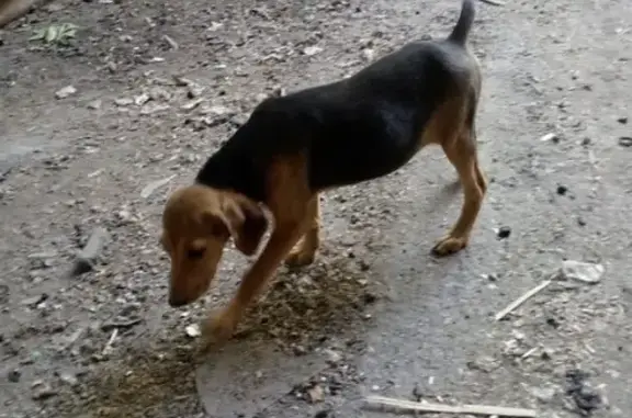 Пропала собака, Крымск, Краснодарский край