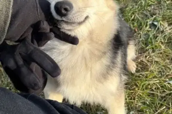 Найдена собака, Усады, фото: Собака найдена: Счастливая ул., 15, Усады