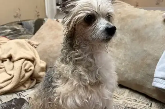 Найдена собака, Тюмень, фото: Собака найдена: Чаплина 125, Тюмень