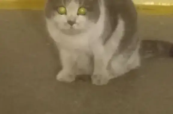 Найдена кошка, Челябинск, фото: Кошка найдена на Южном бульваре, 2