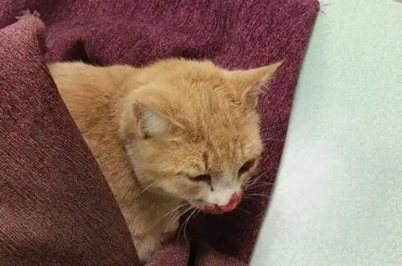 Найденные животные Глазов, фото: Травмированный кот у дома 16, Красногорский тракт