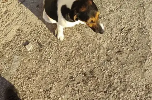 Собаки потеряшки, , фото: Потеряшка собака в Лозовом, Симферопольский район