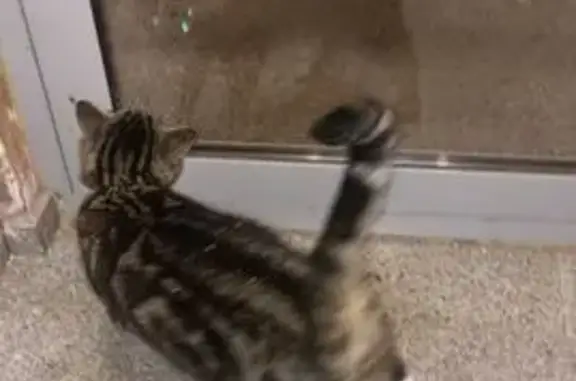 Найдена кошка, Казань, фото: Кошка найдена у магазина на Чуйкова, 77а