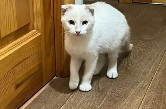 Кошка найдена: Вологодская ул., Уфа