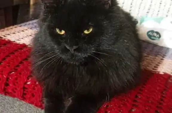 Пропала кошка, ул. Горем-28, Нахабино