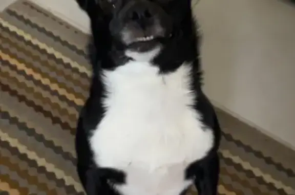 Собаки потеряшки, Астрахань, фото: Потеряшка собака Кнопа, Юбилейная 3/5