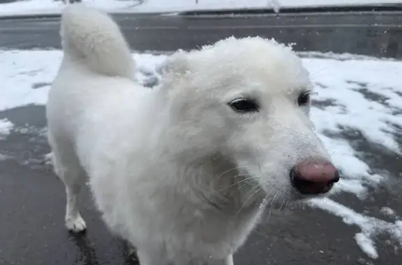 Собаки потеряшки, Московская область, фото: Потеряшка собака в парке «Лосиный остров»