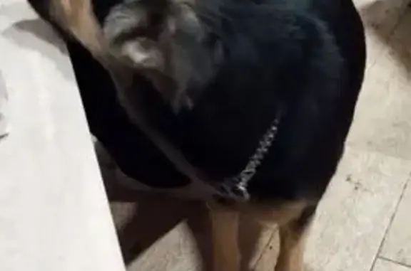 Найдена собака в Одинцово, МО