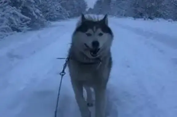 Собаки потеряшки, Санкт-Петербург, фото: Потеряшка собака на Стартовой улице СПб