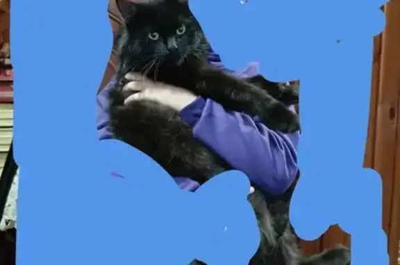 Пропала чёрная кошка, ул. Суворова, 13