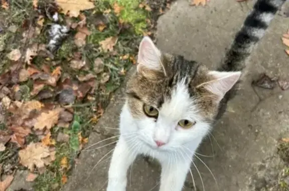 Найдена кошка, Тульская область, фото: Кошка найдена в СНТ Беликово 4-5 проезд