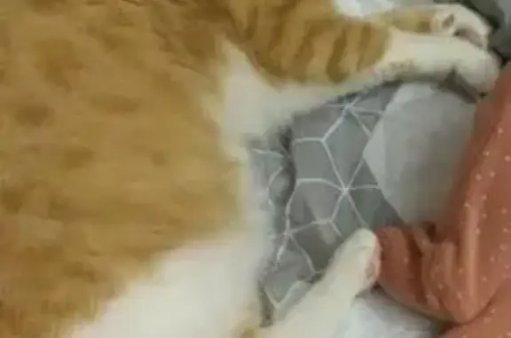 Пропала кошка в Угличе, Ярославская обл.