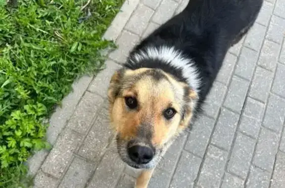 Пропала собака, Вокзальная 38, Деденёво