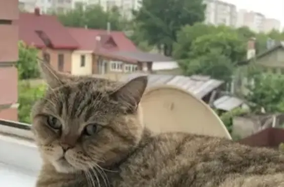 Пропала кошка, Центральная ул., Прудище