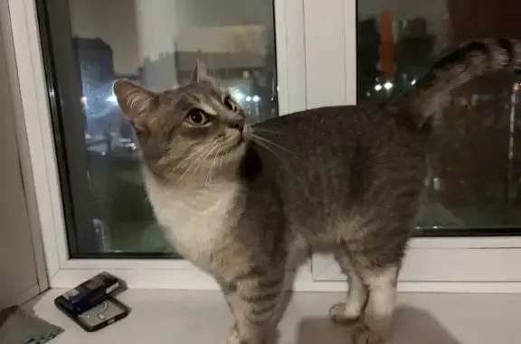 Найдена кошка, Смоленск, фото: Кошка найдена: ул. Маршала Жукова, 9