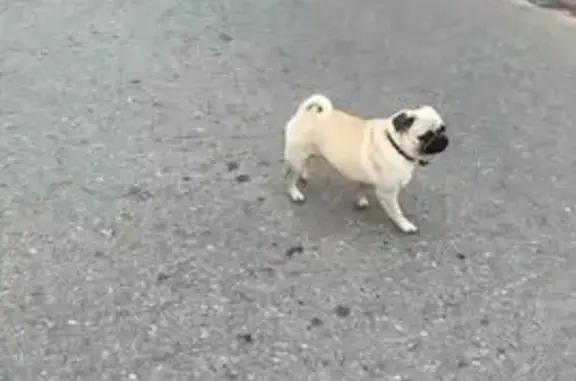 Пропала собака, Советская ул., 88, Горбатовка