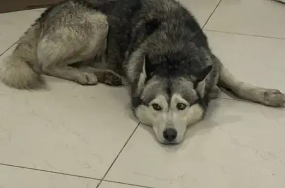 Хаски найдена на ул. Суворова, Пенза