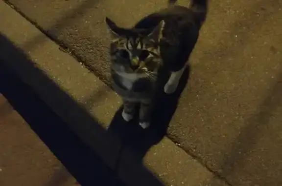 Найдена кошка, , фото: Кошка найдена: б-р Профсоюзов, 4, Тверь