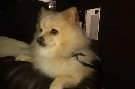 Найдена собака, Долгопрудный, фото: Шпиц найден: 46К-9648, Долгопрудный
