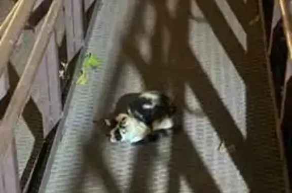 Найдена кошка, Санкт-Петербург, фото: Кошка у подъезда, Дунайский пр., 55 к1