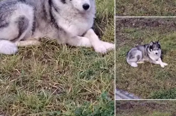 Собаки потеряшки, Нижегородская область, фото: Потеряшка собака, Солнечная ул., Крутая