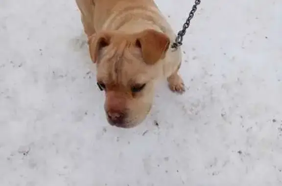 Собаки потеряшки, , фото: Потеряшка собака, Полевая ул., Ардатов