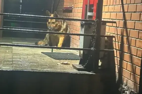 Найдена собака, , фото: Овчарка у магазина 